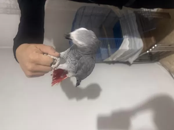 El Beslemesi Bilezikli Jako Papağanı