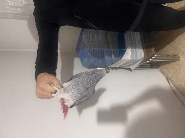 El Beslemesi Bilezikli Jako Papağanı