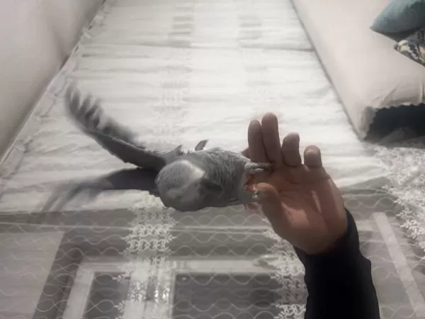 El Beslemesi Bilezikli Jako Papağanı