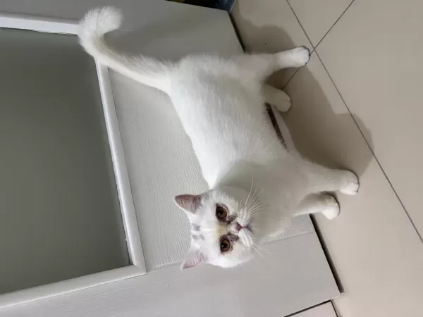 11 Aylık Erkek British Shorthair Kedimiz