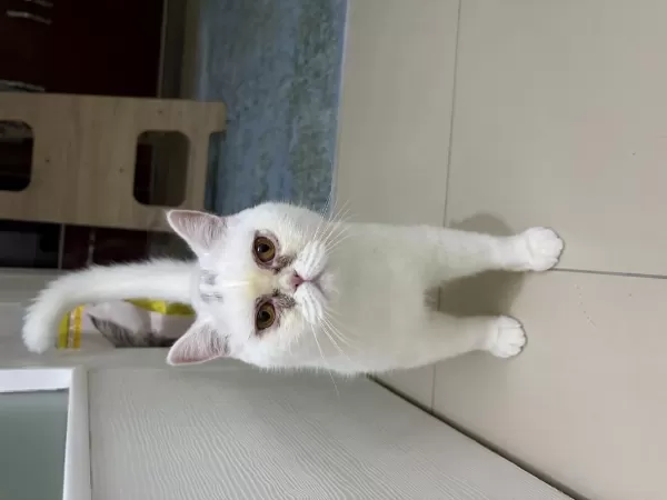11 Aylık Erkek British Shorthair Kedimiz