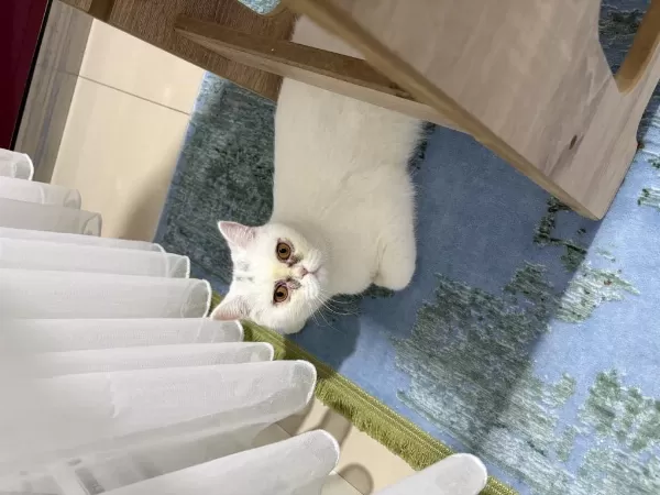 11 Aylık Erkek British Shorthair Kedimiz