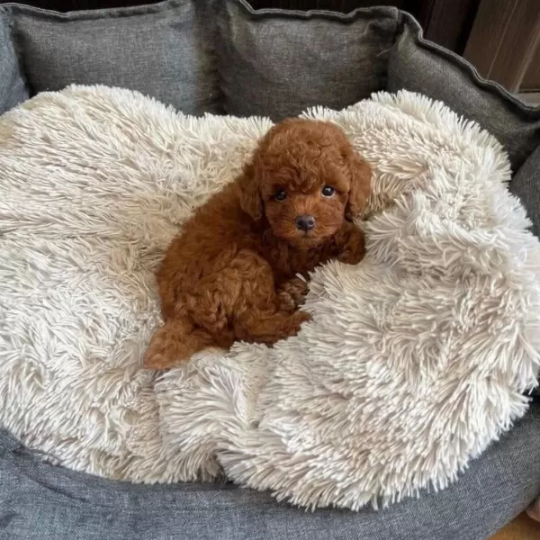 Tuvalet Eğitimli Toy Poodle