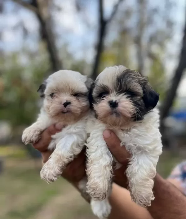 Shihtzu Bebekler