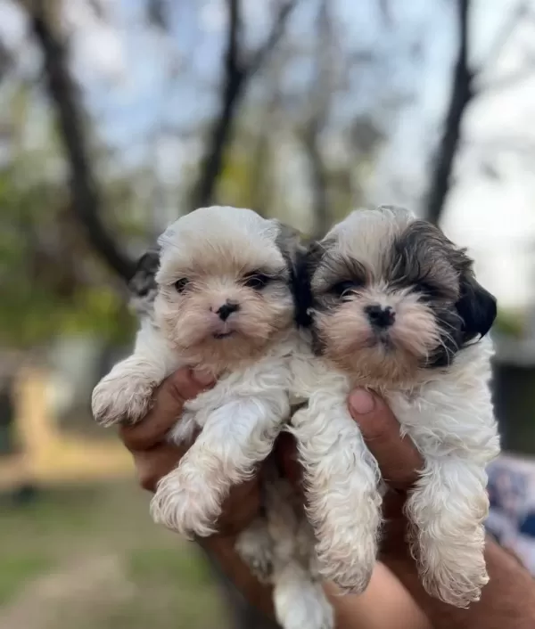 Shihtzu Bebekler