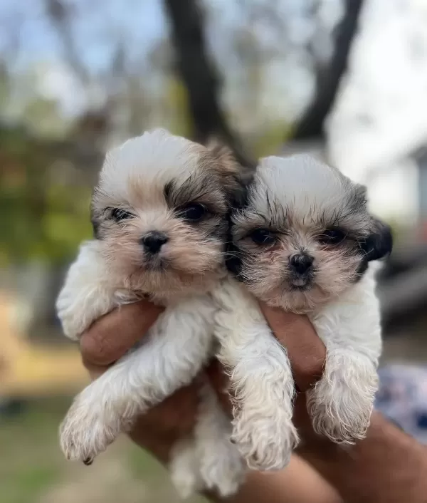 Shihtzu Bebekler