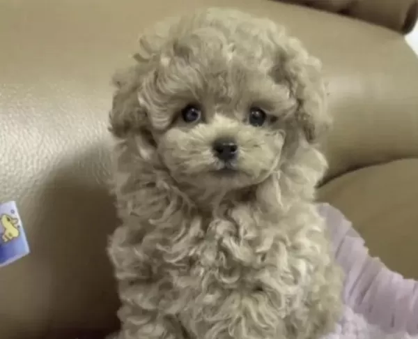 Sağlıklı Toy Poodle Safkan