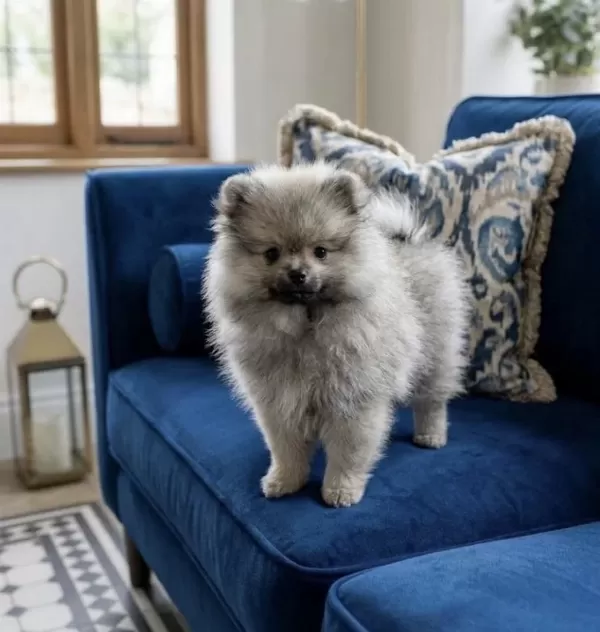 Harika Pomeranian Erkek