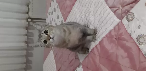 Golden British Shorthair