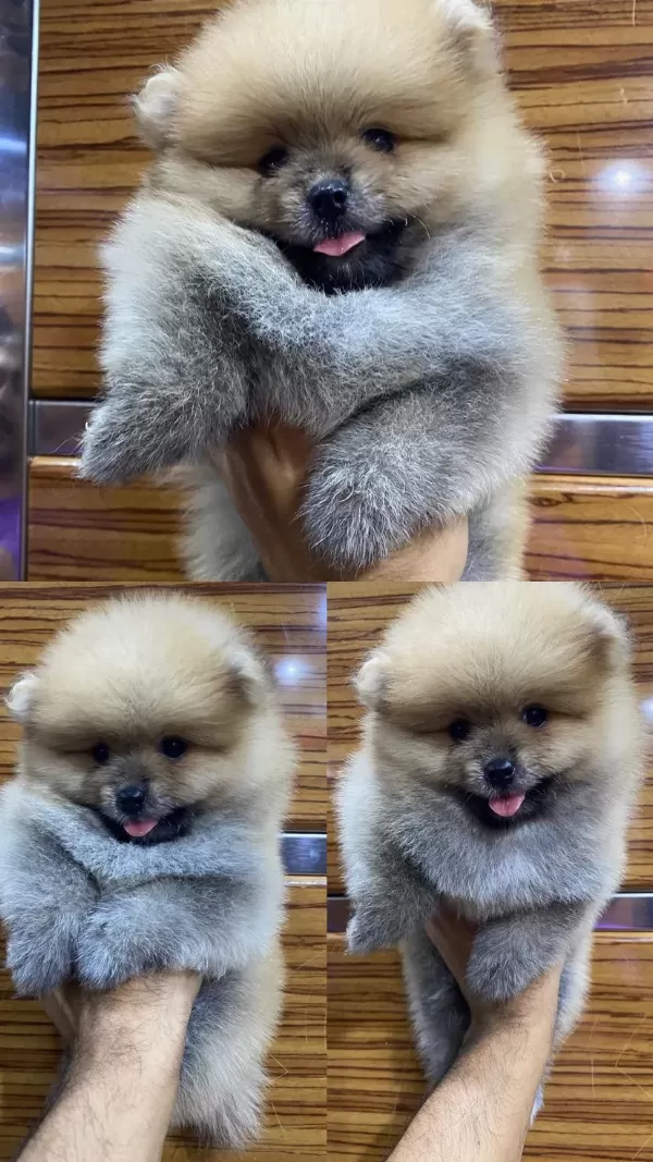 Harika Pomeranian Erkek