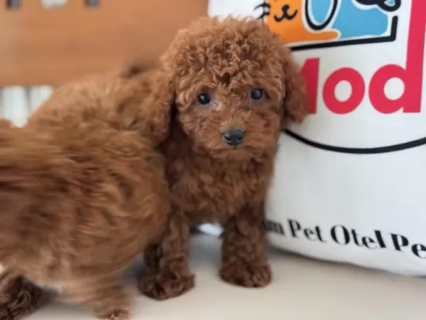Show Kalite Tea Cup Kore Poodle Yavrularımız