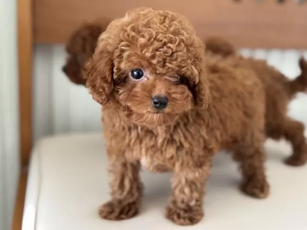Show Kalite Tea Cup Kore Poodle Yavrularımız