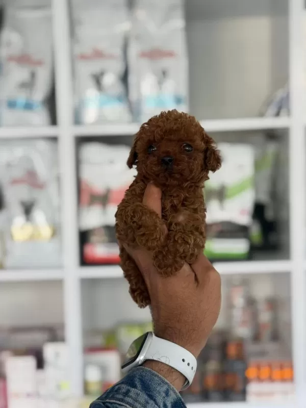 Aşili Çiş Eğitimli Toy Poodle Bebekler