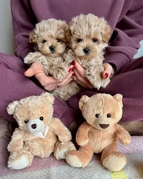 İrk Garantili F2 Maltipoo Yavrulari