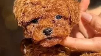 Toy Poodle Sevi̇mli̇ Yavrular