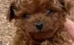 Toy Poodle Sevi̇mli̇ Yavrular