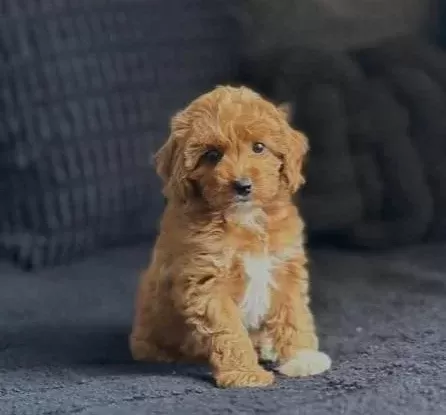 Kahve Tonlu Malti̇poo Ci̇nsi̇ Yavrular