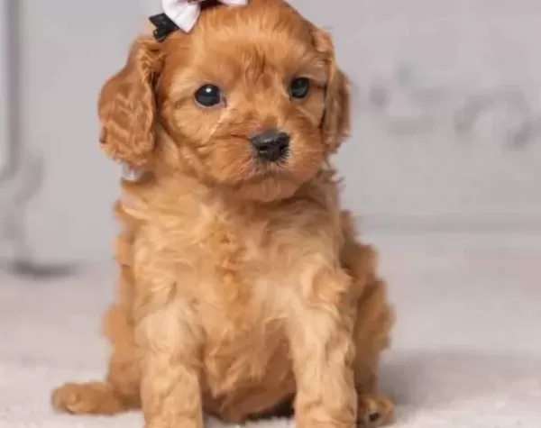 Kahve Tonlu Malti̇poo Ci̇nsi̇ Yavrular