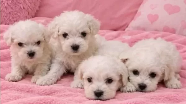 Maltese Terrier Bebisler