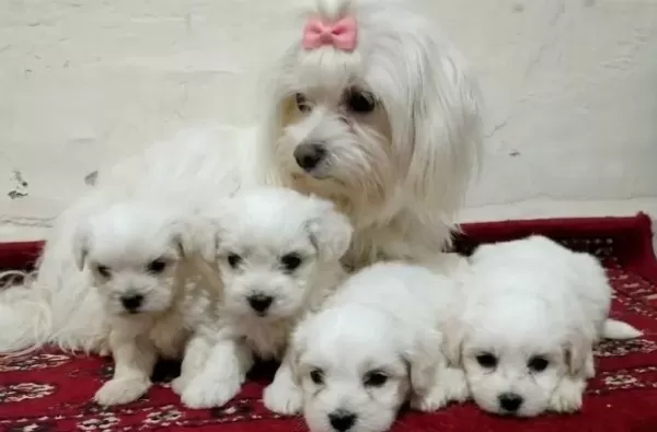 Maltese Terrier Bebisler