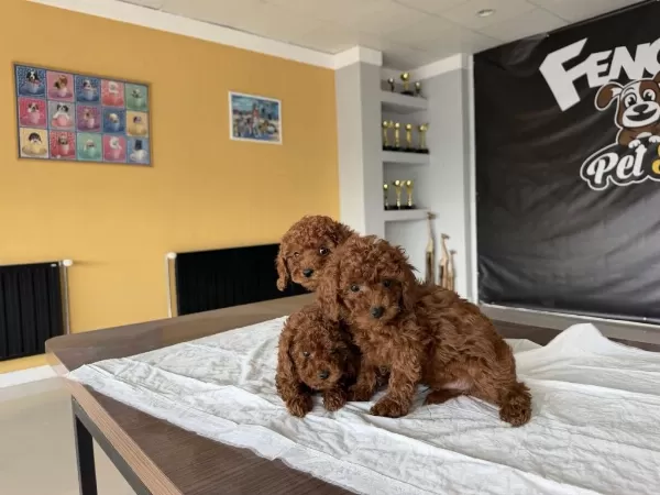 Shoowww Kalite Toy Poodle Yavrular Aşıları Yapılı Ank