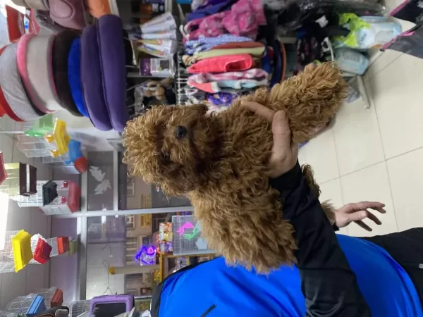 Kilo Garantili Toypodell Yavrularimiz