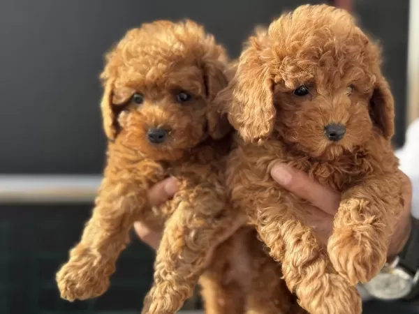 Ruhsatlı Çiftlikde Ziyarete Açık Toy Poodle Yavrular