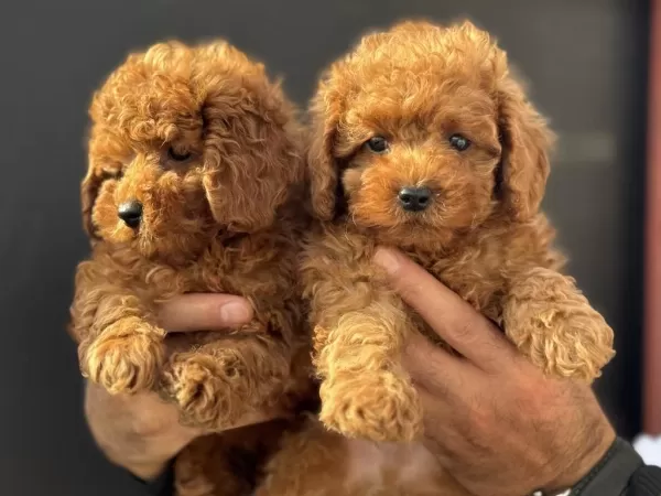 Ruhsatlı Çiftlikde Ziyarete Açık Toy Poodle Yavrular
