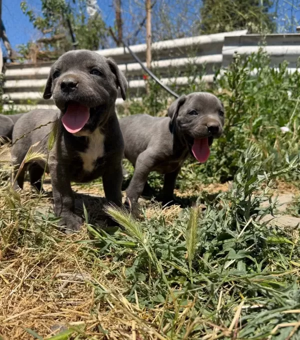 Irk Ve Sağlık Garantili Cane Corso Yavrularımız