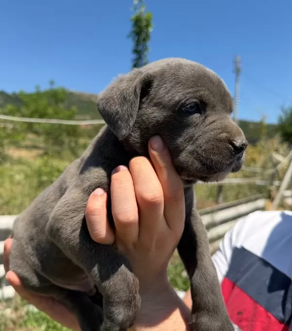 Irk Ve Sağlık Garantili Cane Corso Yavrularımız