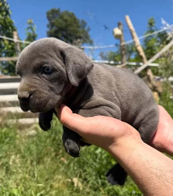 Irk Ve Sağlık Garantili Cane Corso Yavrularımız