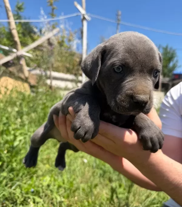 Irk Ve Sağlık Garantili Cane Corso Yavrularımız