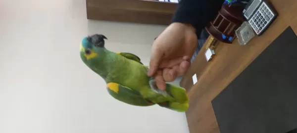 Full Evcil Kuşumuz Konuşmaya Başladı