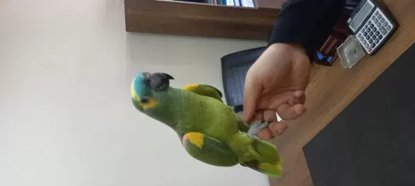 Full Evcil Kuşumuz Konuşmaya Başladı