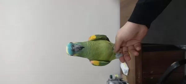 Full Evcil Kuşumuz Konuşmaya Başladı