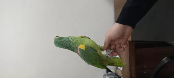 Full Evcil Kuşumuz Konuşmaya Başladı