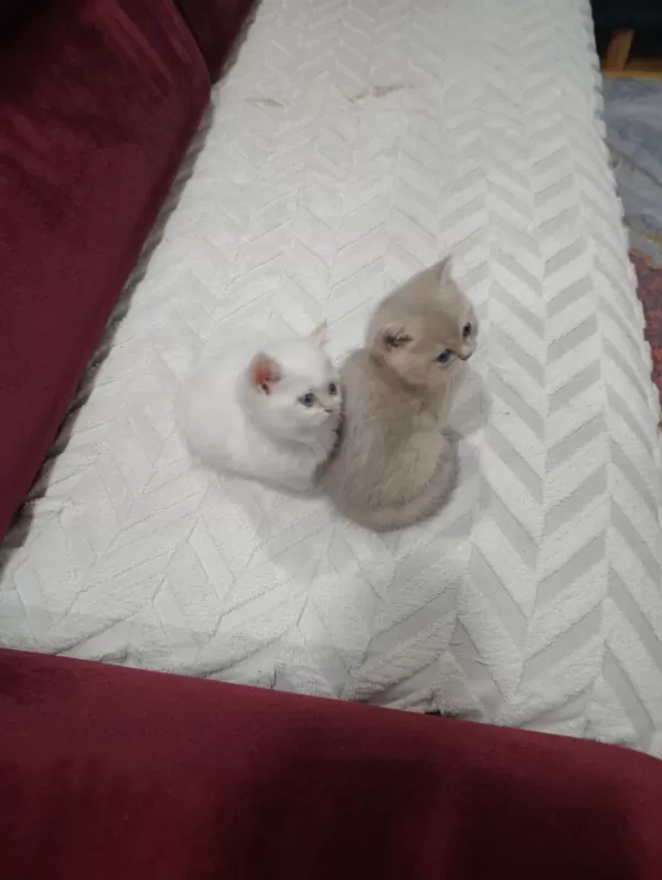 Secereli Anne Baba Safkan British Golden Bebekler
