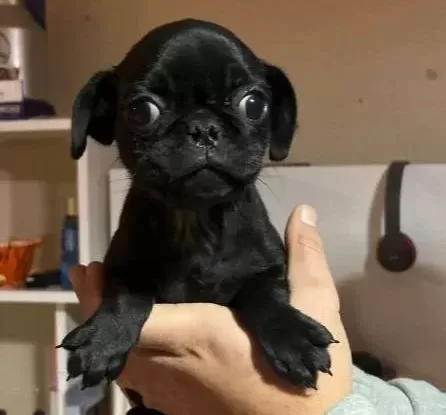 Safkan Buru Pug Moobs Yavrular