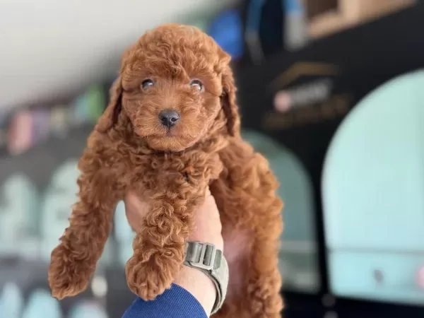 Çok Özel Redbrown Kore Toy Poodle Yavrularımız