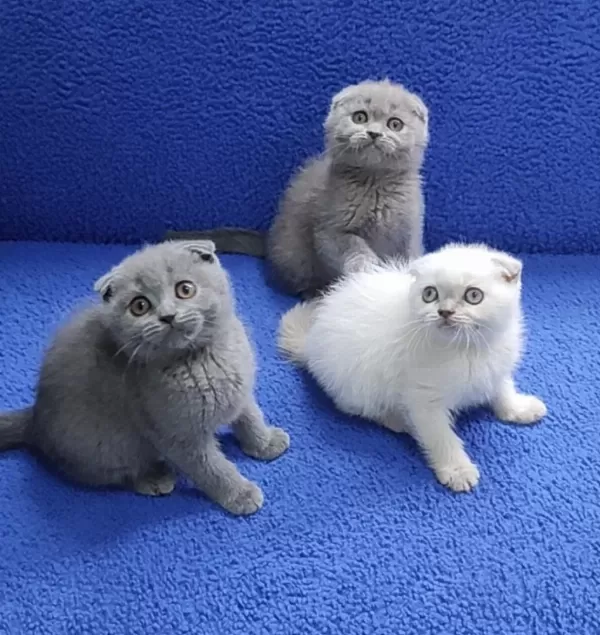 Scottish Fold Yavrularımız Yeni Yuvalarını Arıyor