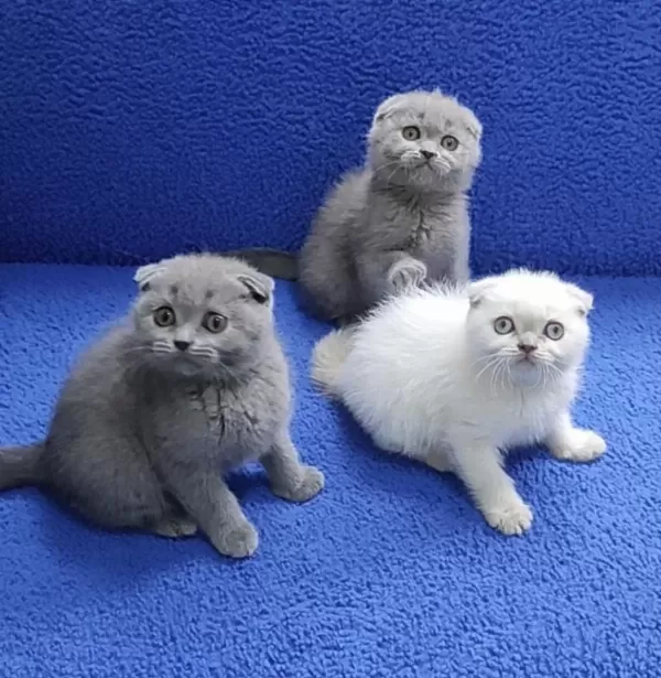 Scottish Fold Yavrularımız Yeni Yuvalarını Arıyor