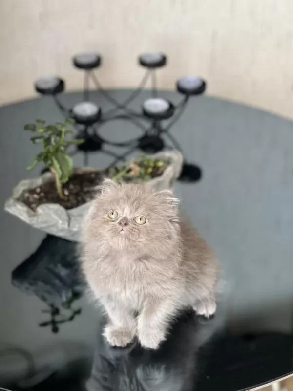Show Kalite British Longhair Yavrum