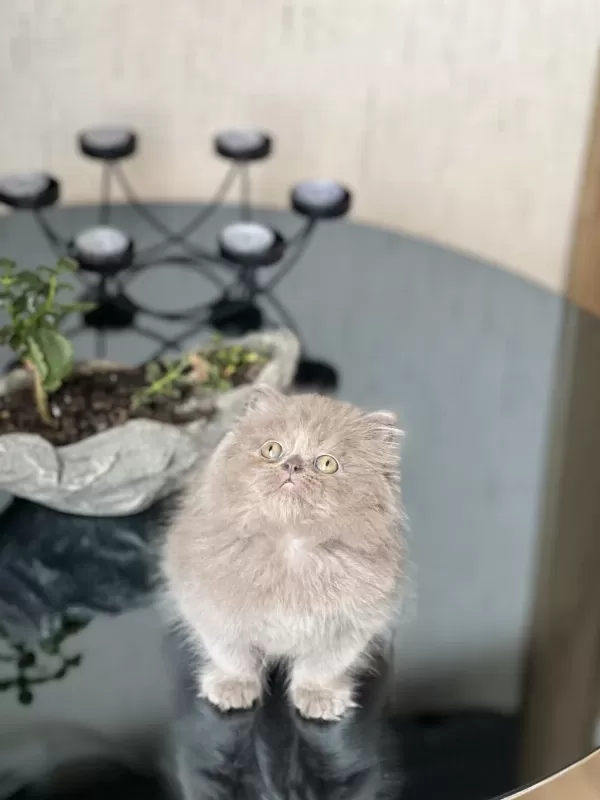 Show Kalite British Longhair Yavrum