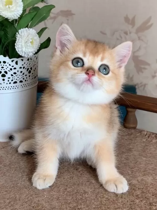 Sevimli Golden British Shorthair