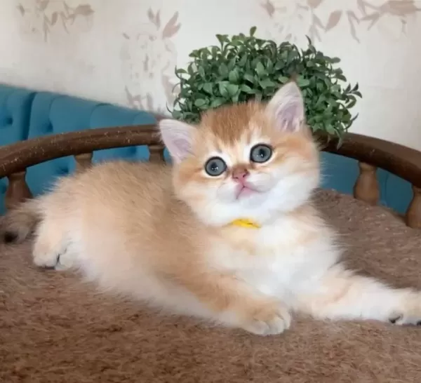 Sevimli Golden British Shorthair