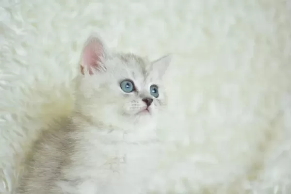 Oyuncak Bebek Silver British Shorthair Ns24