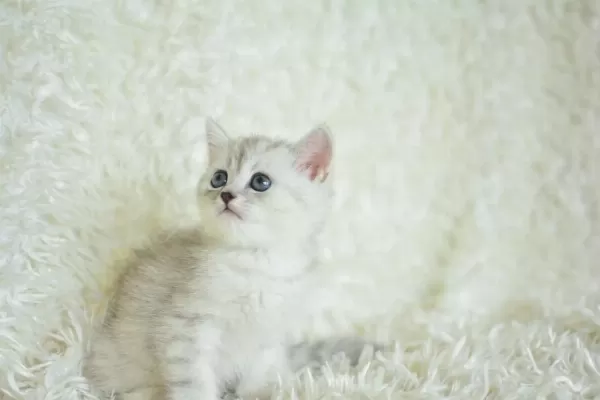 Oyuncak Bebek Silver British Shorthair Ns24