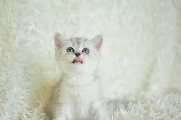 Oyuncak Bebek Silver British Shorthair Ns24