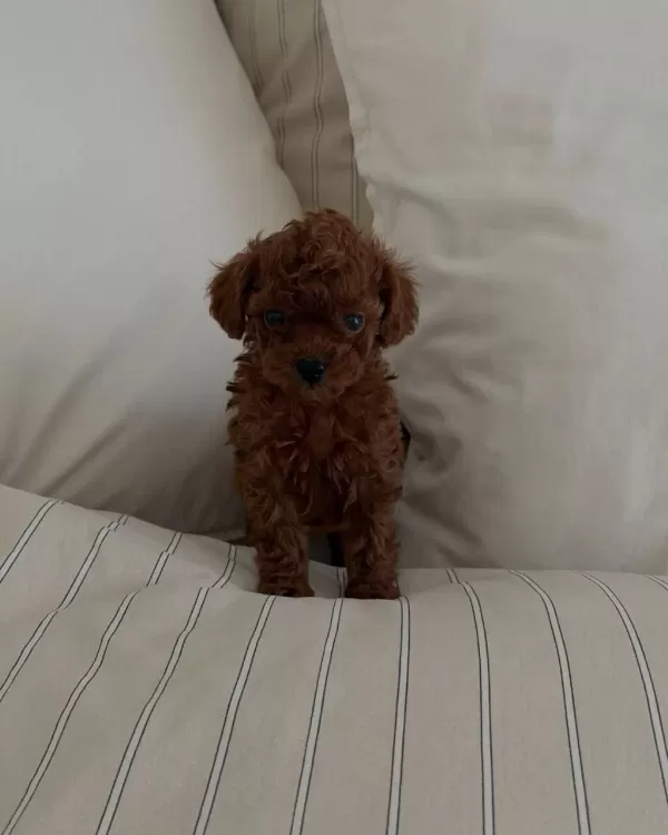 Red Brown Toy Poodle