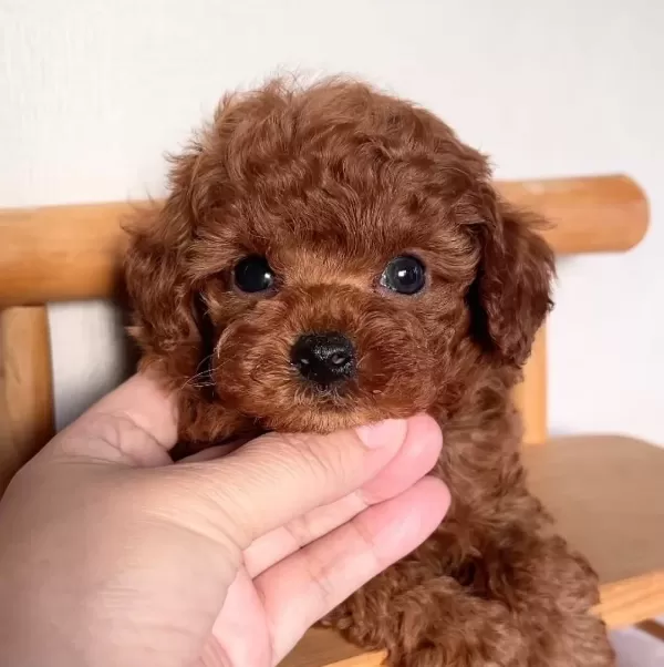 Mükemmel Toy Poodle
